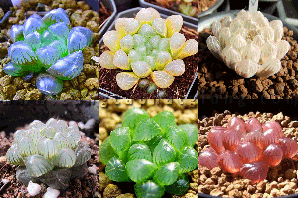 Cây phong thủy phù hợp theo tuổi